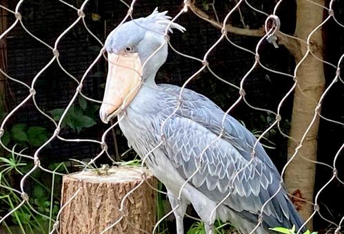 ハシビロコウ ハシビロコウの写真