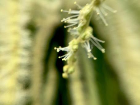 栗の花① 栗の花①の写真