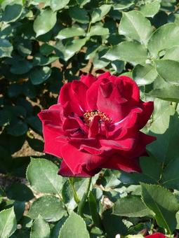 花壇に咲いた真紅の薔薇の花 花壇に咲いた真紅の薔薇の花 薔薇,花,植物の写真素材
