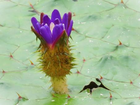 ひらきはじめたオニバスの花 ひらきはじめたオニバスの花の写真