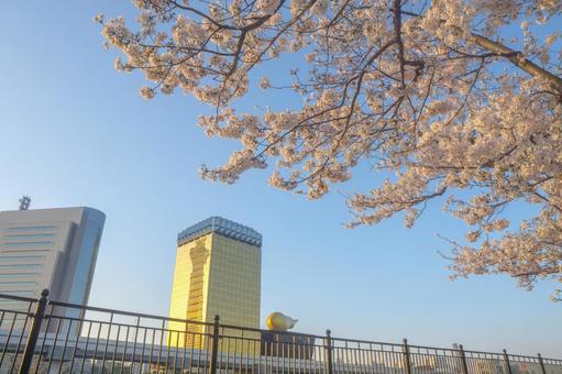 Cherry blossoms in Sumida Park bathed in the morning glow, JPG Cherry blossoms in Sumida Park bathed in the morning glow, JPG