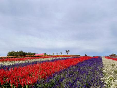 Photo, hokkaido, biei-cho, attractions, 