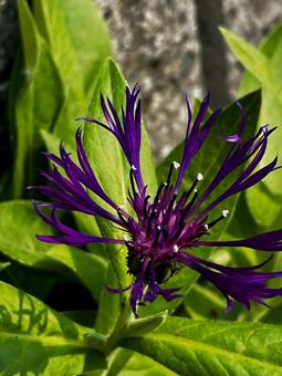 セントーレア　B ヤマヤグルマギク,マギク,紫の花の写真素材