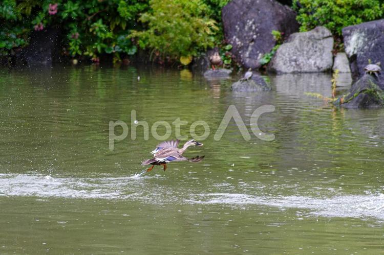 檜町公園の池でたのしむカルガモ カルガモ,東京ミッドタウン,檜坂の写真素材