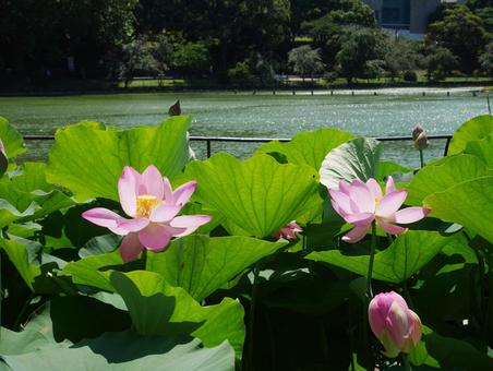 大賀ハスの写真