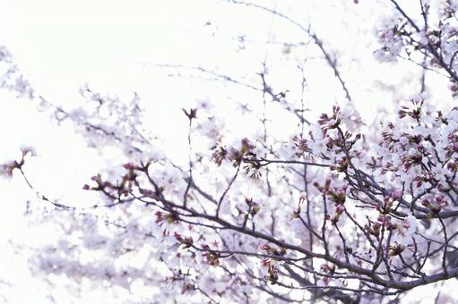 桜 桜の写真