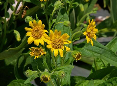 アルニカ・モンタナ アルニカ,モンタナ,山金車の写真素材