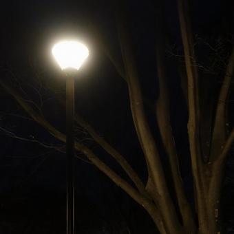 夜の公園の街灯と街路樹 夜の公園の街灯と街路樹の写真
