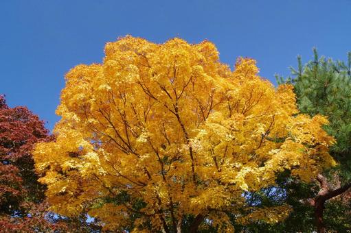紅葉 紅葉 紅葉,秋,スペースの写真素材