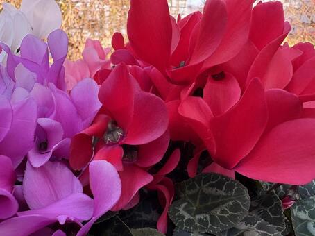 フリルのようなシクラメン 04 シクラメン,サクラソウ科,花の写真素材