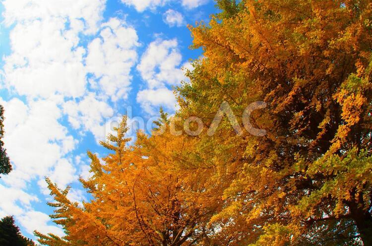 銀杏（イチョウ）と見上げた秋空 銀杏,イチョウ,紅葉の写真素材
