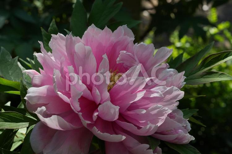 ボタン（牡丹） ボタン,牡丹,愛知県江南市の写真素材