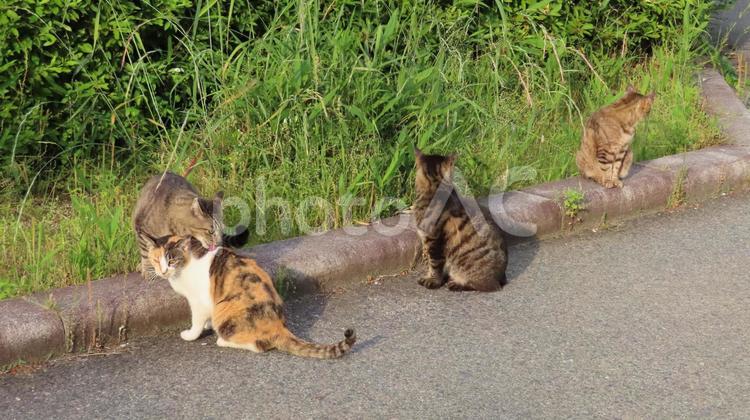 集会の開始をそれぞれに待つ可愛い猫様たち 猫,三毛猫,キジトラの写真素材