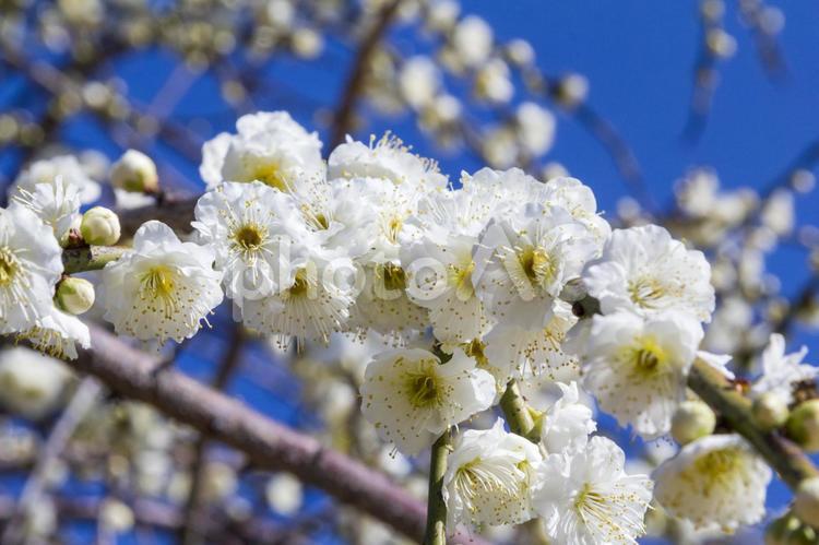 農業公園の梅38（田原市） 白梅,梅の花,花の写真素材