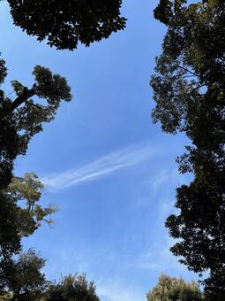 紅葉山公園11月：緑樹のフレーム 緑樹,枝,樹木の写真素材