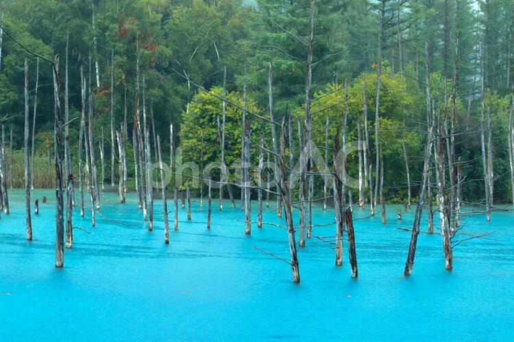 青い池 自然,木,夏の写真素材