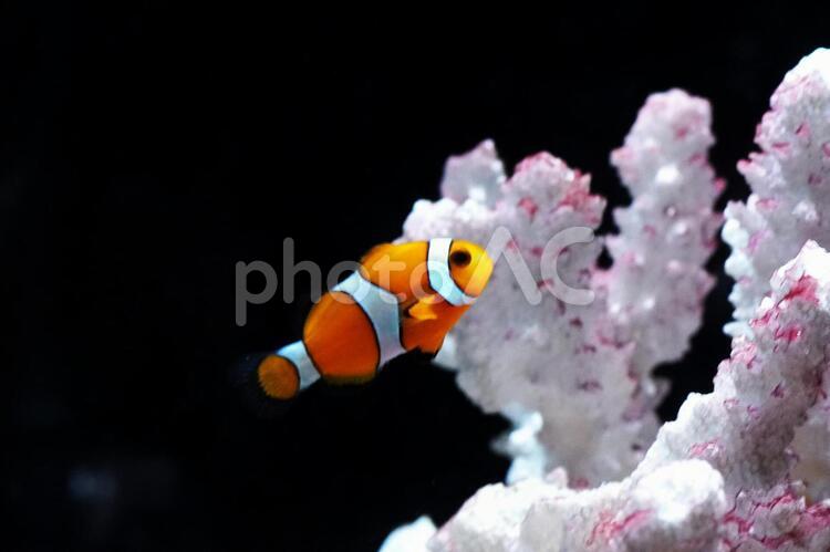 可愛いカクレクマノミ カクレクマノミ,さかな,魚類の写真素材