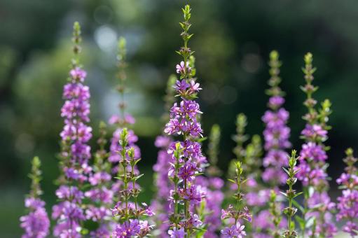 Photo, miso haagi, bombana, flower, 