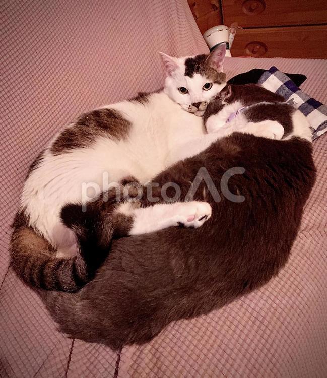 仲良しの猫ちゃん2匹 猫,2匹,仲良しの写真素材
