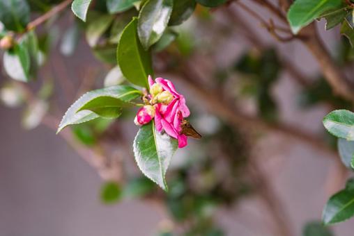 山茶花の蜜を探すチャバネセセリ 山茶花の蜜を探すチャバネセセリの写真