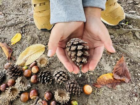 松ぼっくりを拾う子供 松ぼっくりを拾う子供 松ぼっくり,秋,子供の写真素材