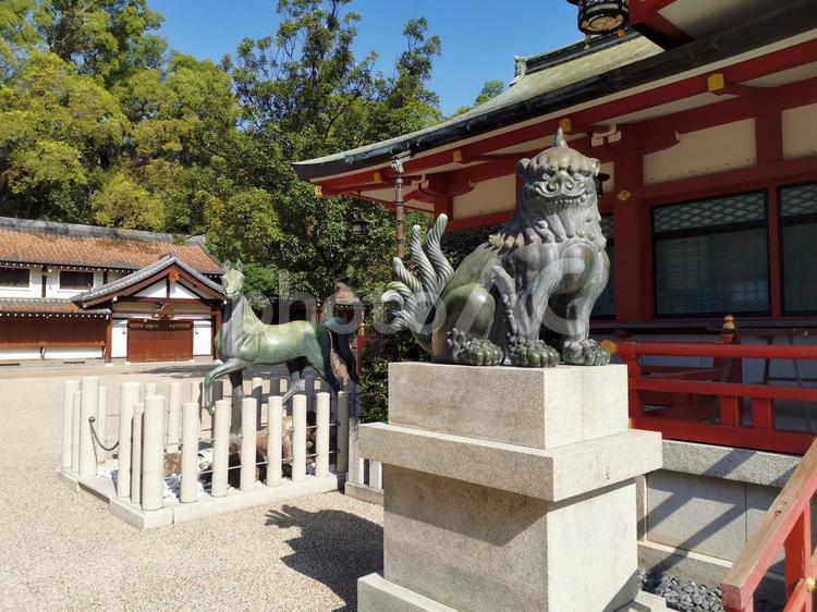 えびす宮総本山　西宮神社　狛犬 西宮神社,えびす宮総本山,福男の写真素材