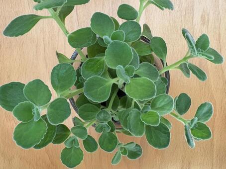 アロマティカス 02 アロマティカス,多肉質,ハーブの写真素材