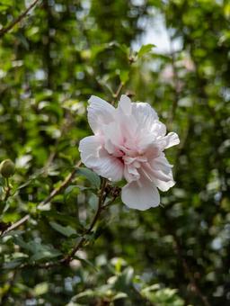 可憐な夏の白い花 花,植物,自然の写真素材