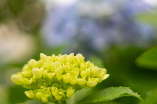 Hydrangea, JPG