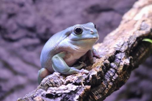 Photo, yea mega frog, a frog, frog, 
