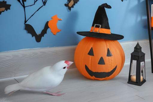 ハロウィンイメージ ハロウィンイメージの写真