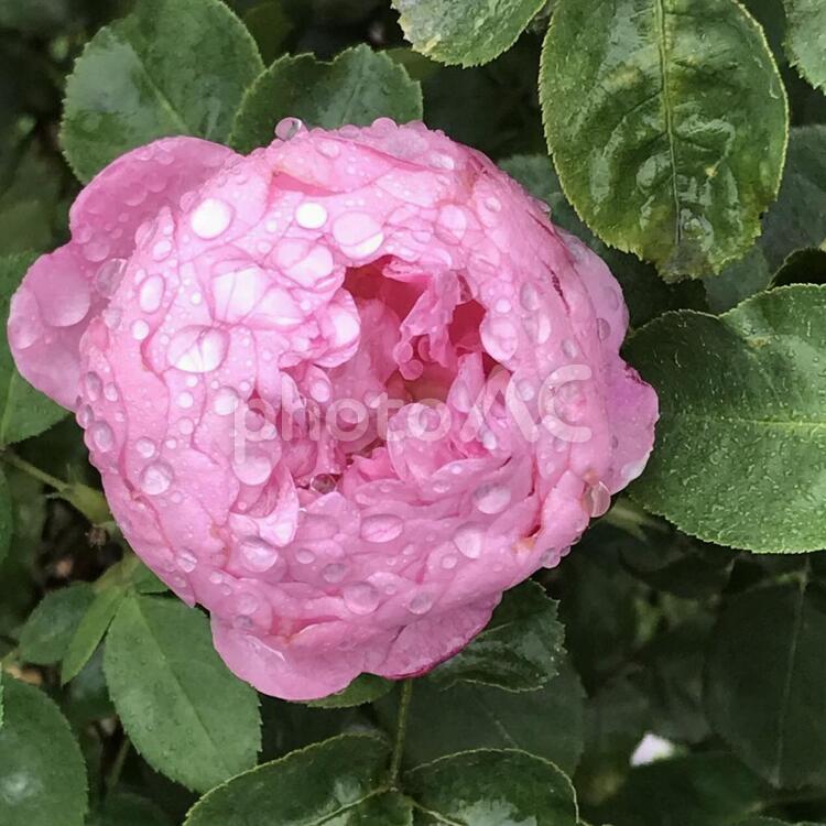 雨上がりの薔薇 バラ,葉,花の写真素材