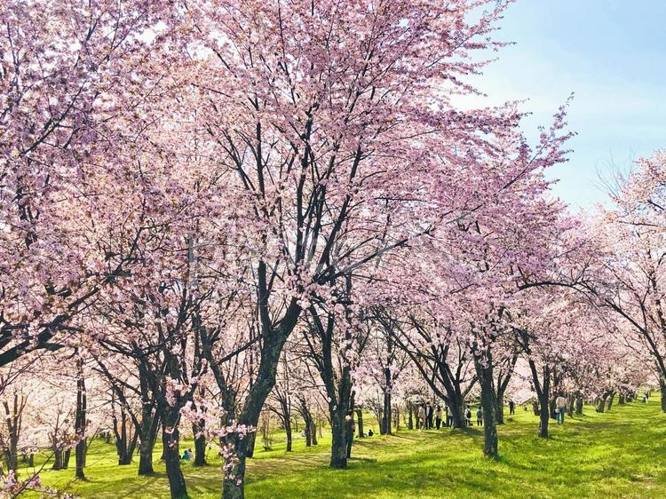 晴れた日の満開の桜 桜,木々,たくさんの写真素材