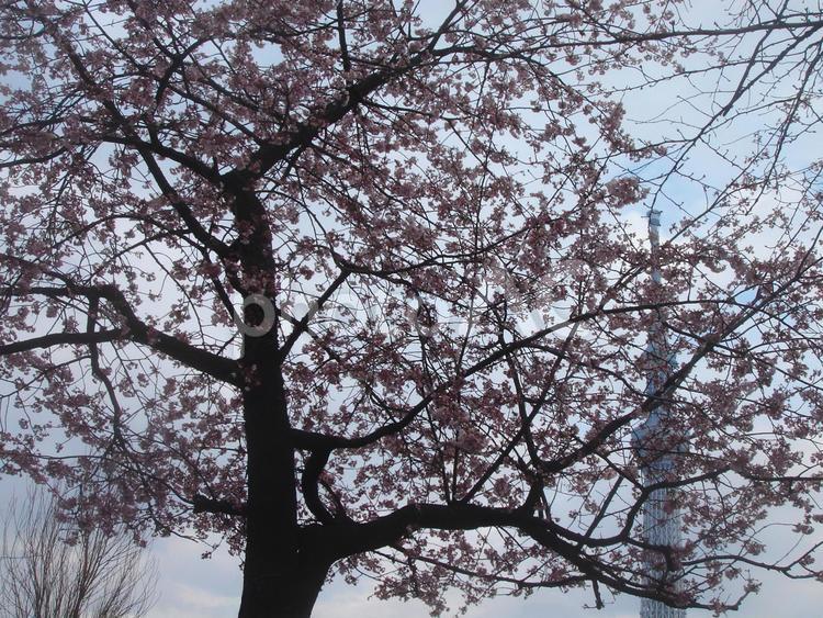 ソメイヨシノと東京スカイツリー さくら,桜,サクラの写真素材
