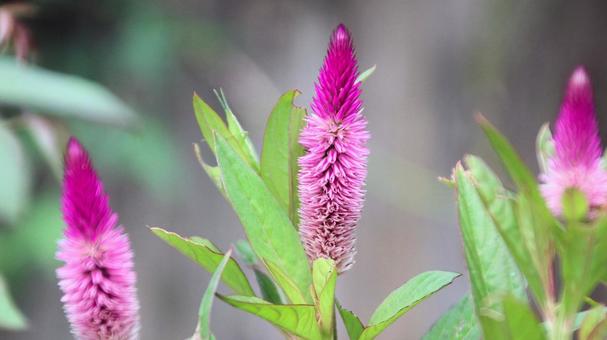 鮮やかなケイトウの花 鮮やかなケイトウの花の写真