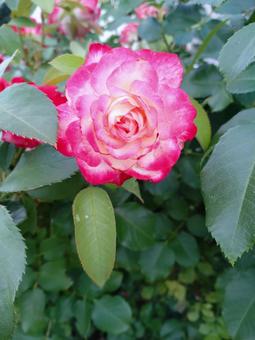 バラ(グラデーション)・その4 バラ(グラデーション)・その4 バラ,花,薔薇の写真素材