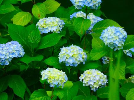 沢山の青いあじさい 沢山の青いあじさいの写真
