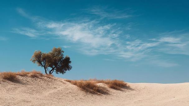 A tree that stands as a symbol of life in the vast desert, desert, sand dunes, wood, JPG