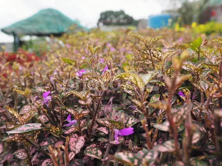 南国で見つけた植木 旅,晴れ,落ち着きの写真素材