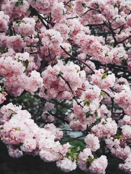 รูปถ่าย, ฤดูใบไม้ผลิ, ซากุระ, พื้นหลัง, 