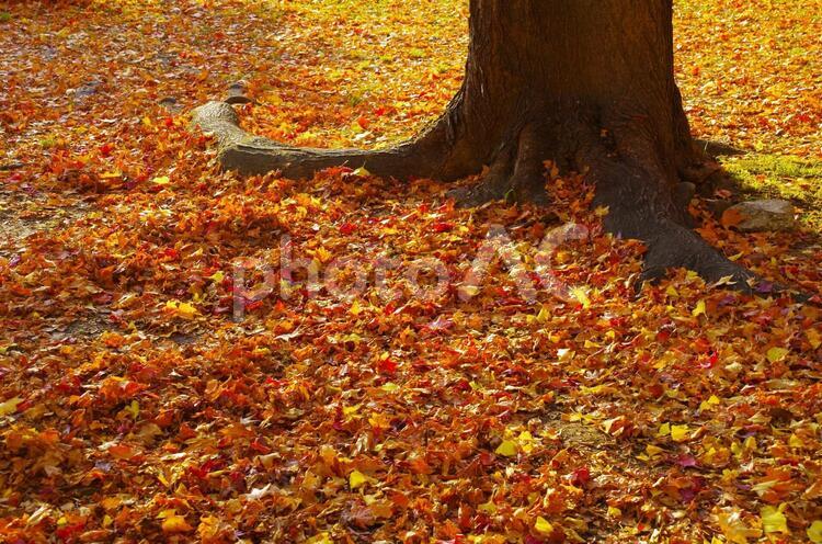 落ち葉のじゅうたん 銀杏並木,北海道大学,いちょうの写真素材