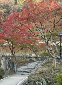 初紅葉 西の丸庭園,紅葉渓庭園,初紅葉の写真素材
