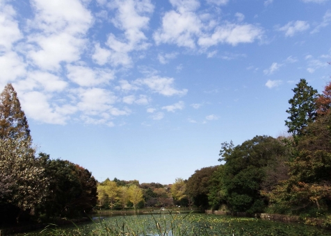 公園の池 公園の池の写真