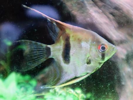 熱帯魚代表 エンゼルフィッシュ,生き物,風景の写真素材