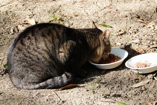 Photo, cat, meal, crisp, 