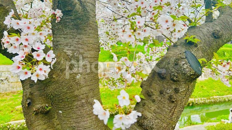 桜の木 桜,春,山崎川の写真素材