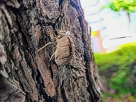 ニイニイゼミの抜け殻 夏 ニイニイゼミの抜け殻 夏 セミ,セミの抜け殻,抜け殻の写真素材