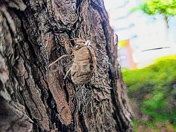 ニイニイゼミの抜け殻　夏 セミ,セミの抜け殻,抜け殻の写真素材