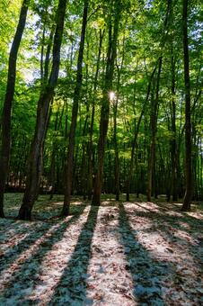 250508十日町市松之山美人林 新潟県,十日町市,松之山の写真素材