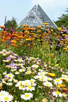 flower culture garden, JPG flower culture garden, JPG
